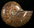 Flashy Red Iridescent Ammonite - Wide #10351-1